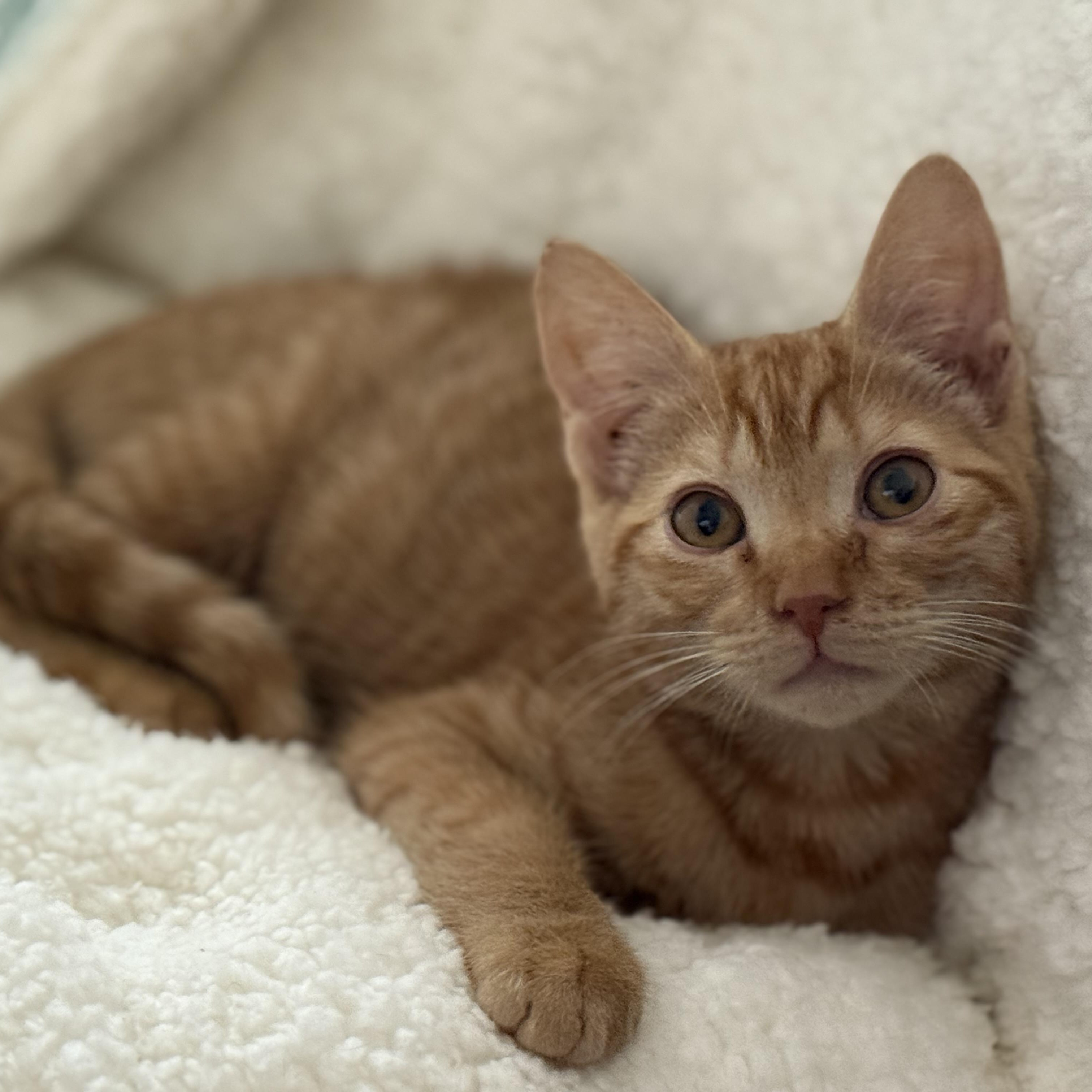 Enlarge Baby Ginger, an adopted Domestic Short Hair in Converse, TX image 1/4