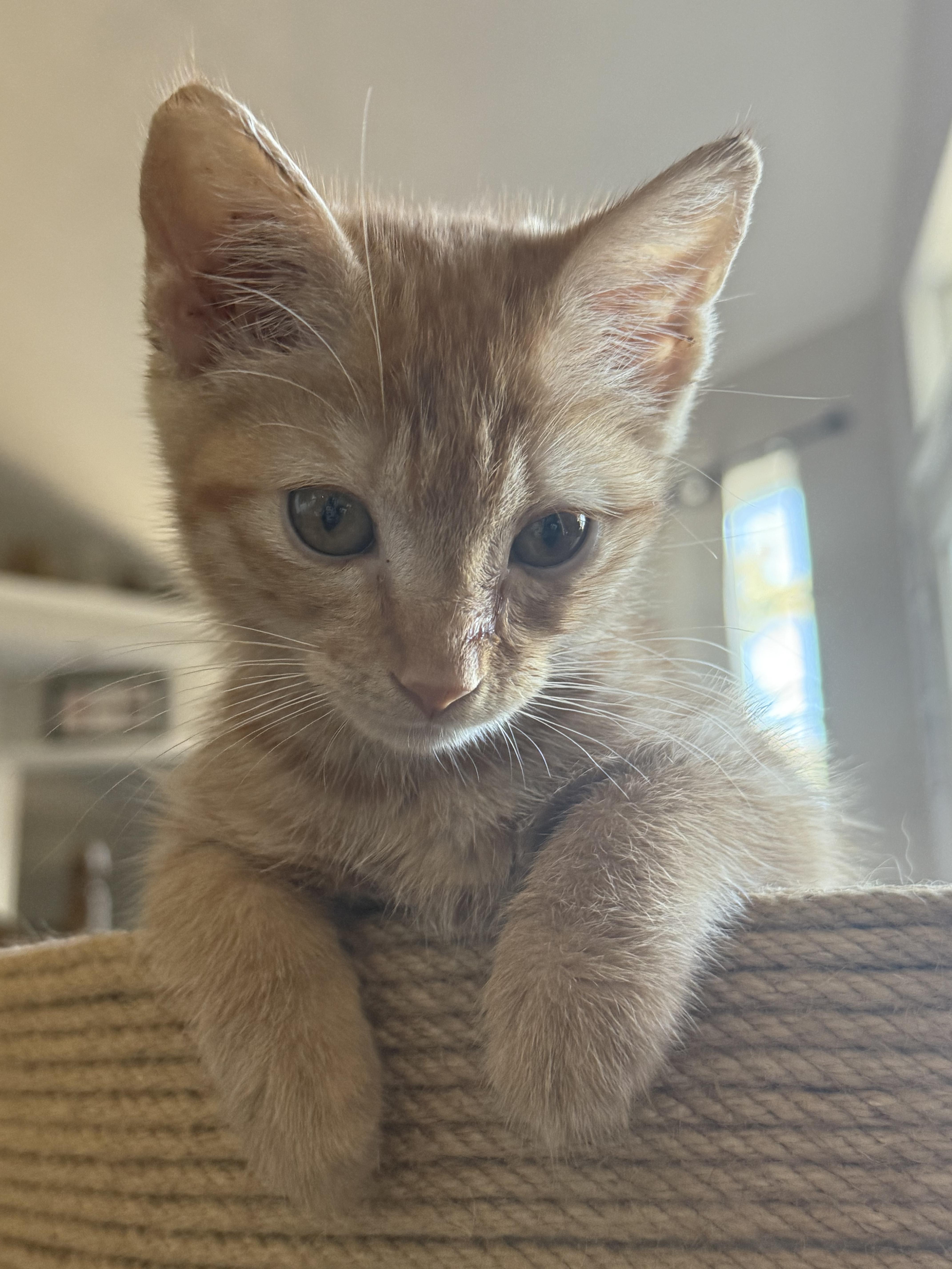 Enlarge Baby Ginger, an adopted Domestic Short Hair in Converse, TX image 2/4