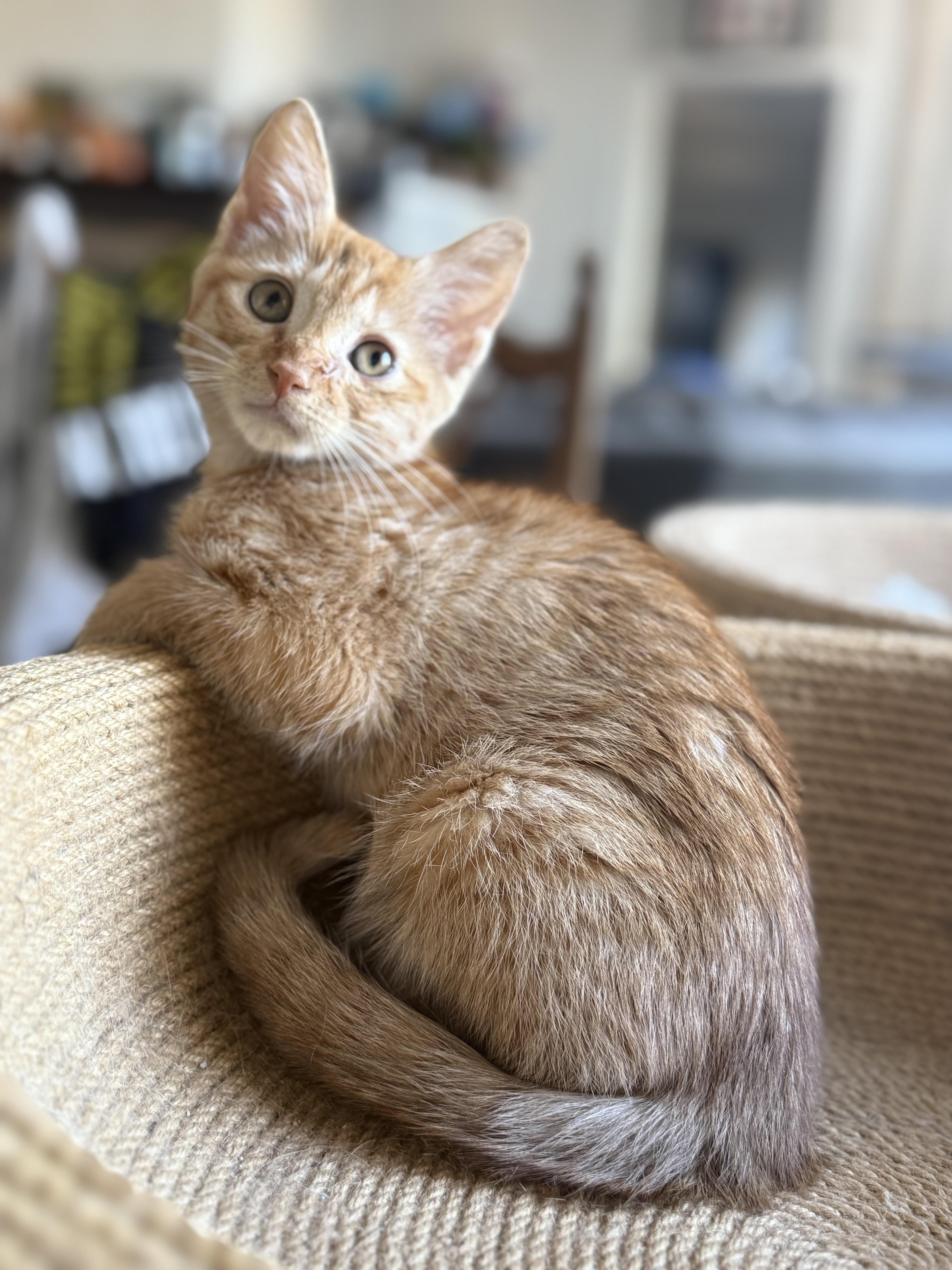Baby Ginger, adopted, Young Female Domestic Short Hair.