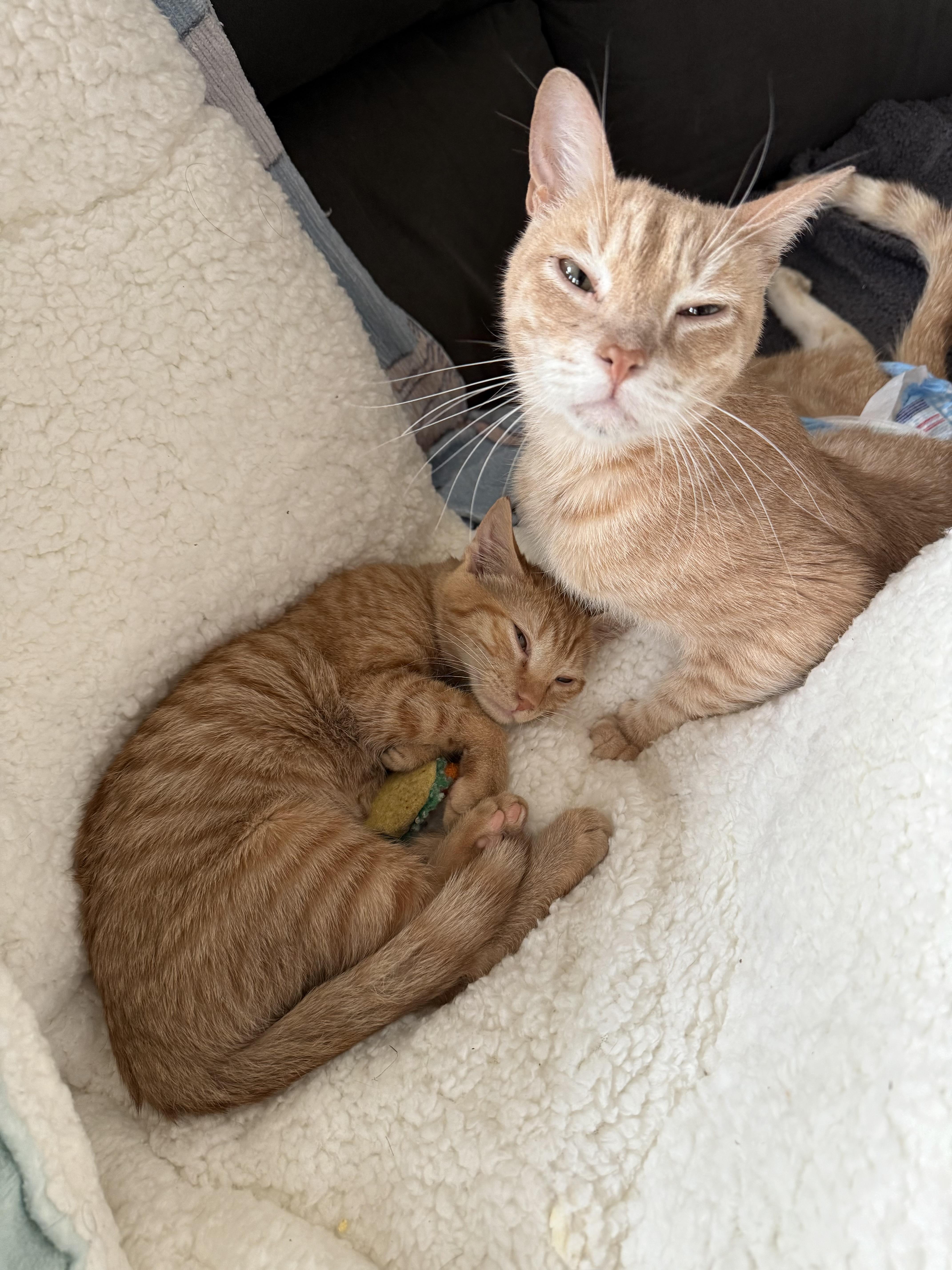 Enlarge Baby Ginger, an adopted Domestic Short Hair in Converse, TX image 4/4