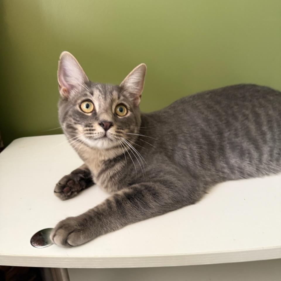 Freddy, Adoptable, Young Male Domestic Short Hair.