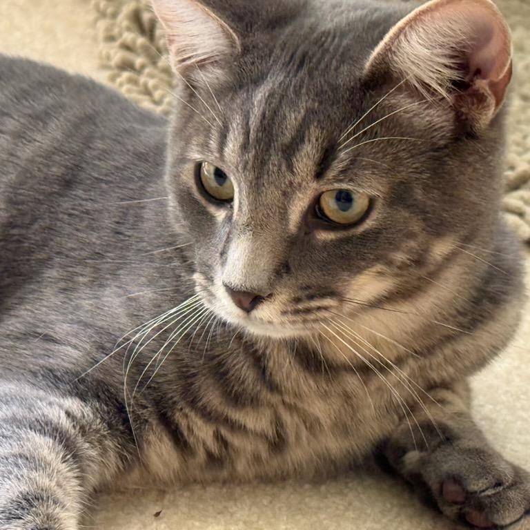 Enlarge Freddy, a Adoptable Domestic Short Hair in Smyrna, GA image 2/2