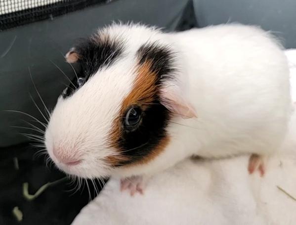 Clyde, a Adoptable mixed breed in Staten Island, NY image 2/6