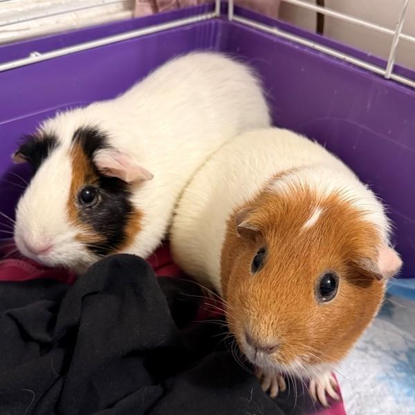 Clyde, Adoptable, Adult Male Guinea Pig.