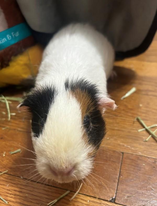 Clyde, a Adoptable mixed breed in Staten Island, NY image 3/6