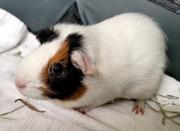 Clyde, a Adoptable mixed breed in Staten Island, NY image 4/6