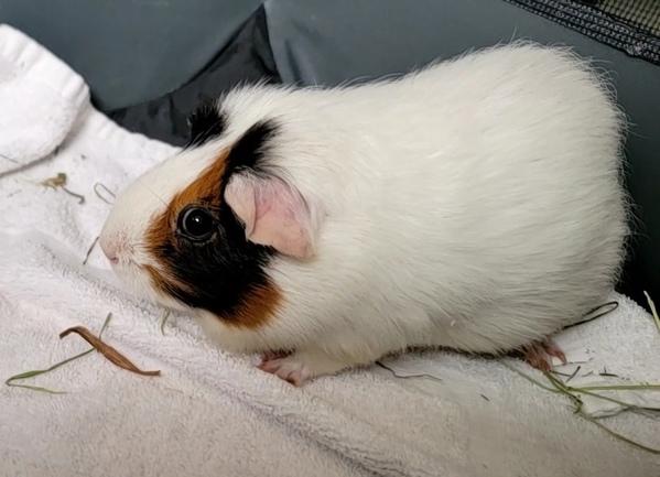 Clyde, a Adoptable mixed breed in Staten Island, NY image 5/6