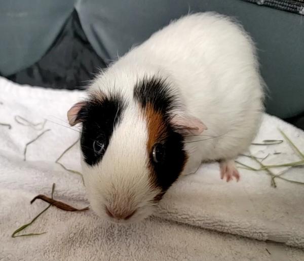 Clyde, a Adoptable mixed breed in Staten Island, NY image 6/6