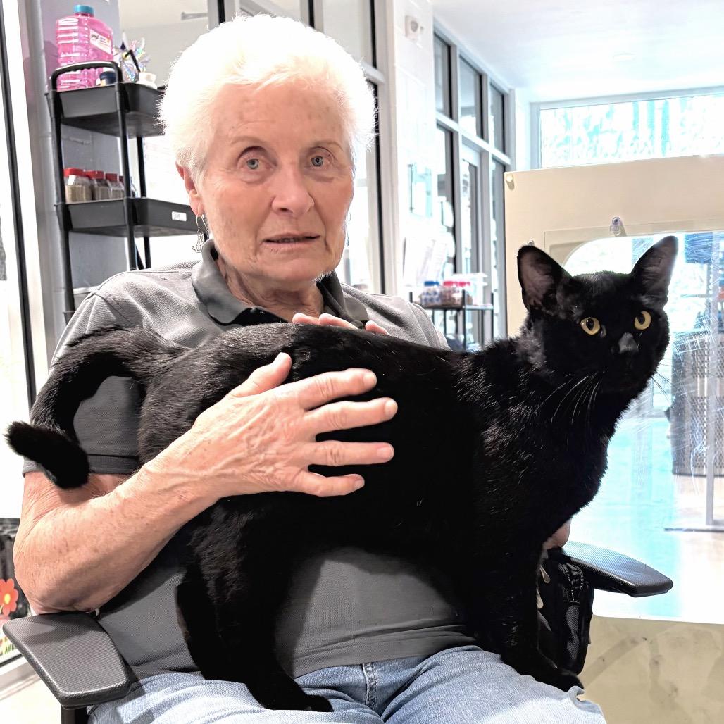 Ham, Adoptable, Adult Male Domestic Short Hair.