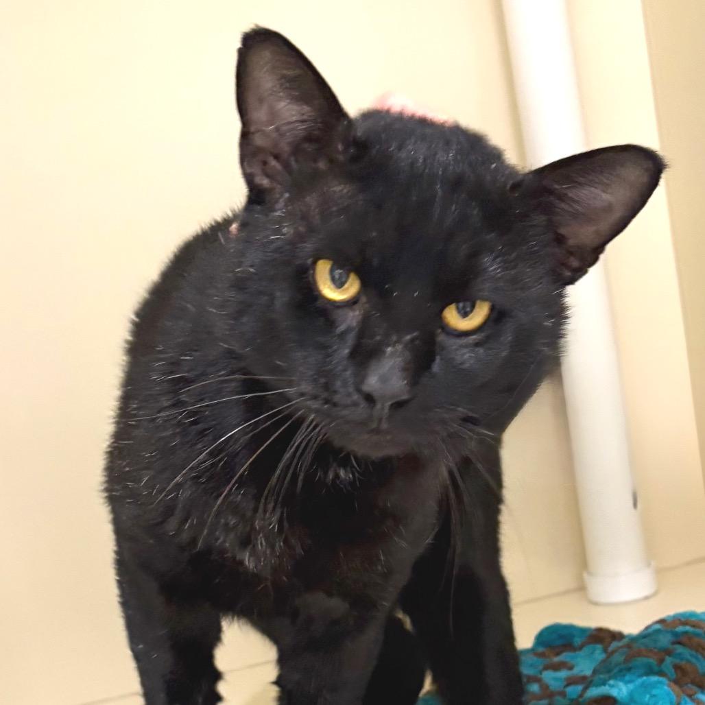 Ham, a Adoptable Domestic Short Hair in Sarasota, FL image 2/5