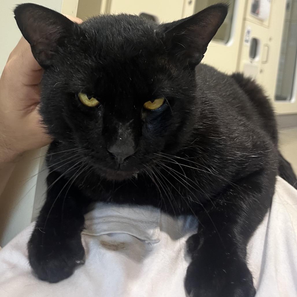 Ham, a Adoptable Domestic Short Hair in Sarasota, FL image 3/5