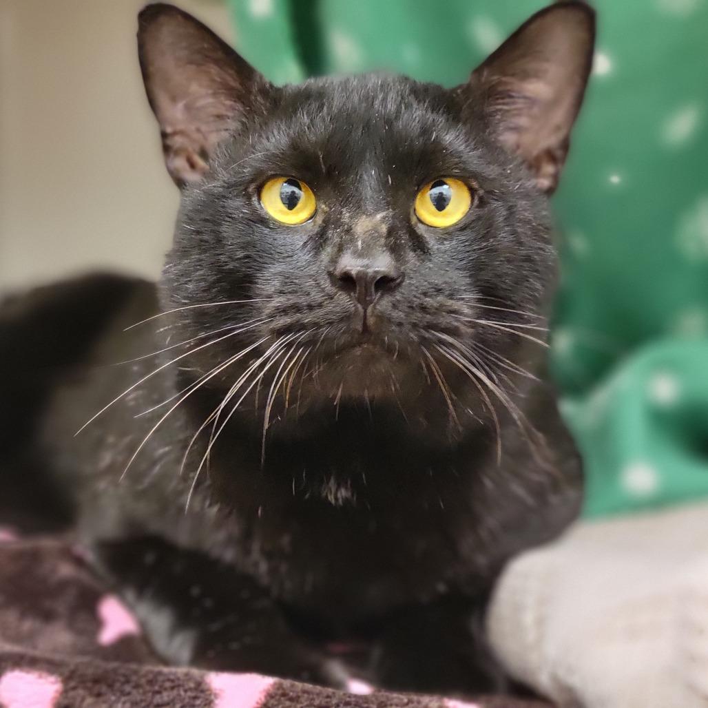 Ham, a Adoptable Domestic Short Hair in Sarasota, FL image 4/5