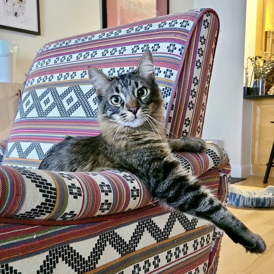 Cat for adoption Finch and Dove, a Domestic Medium Hair in Brooklyn