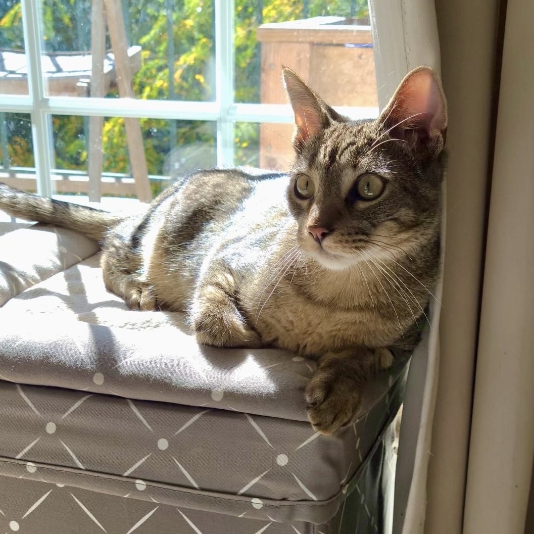 Cat for adoption Finch and Dove, a Domestic Medium Hair in Brooklyn