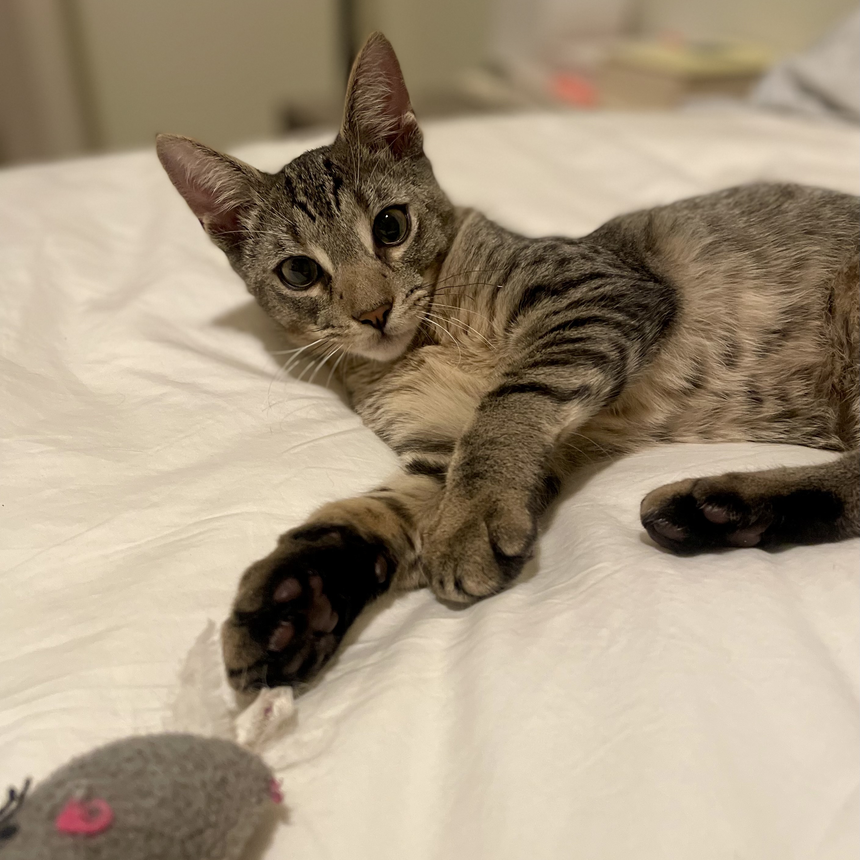 Cat for adoption Finch and Dove, a Domestic Medium Hair in Brooklyn