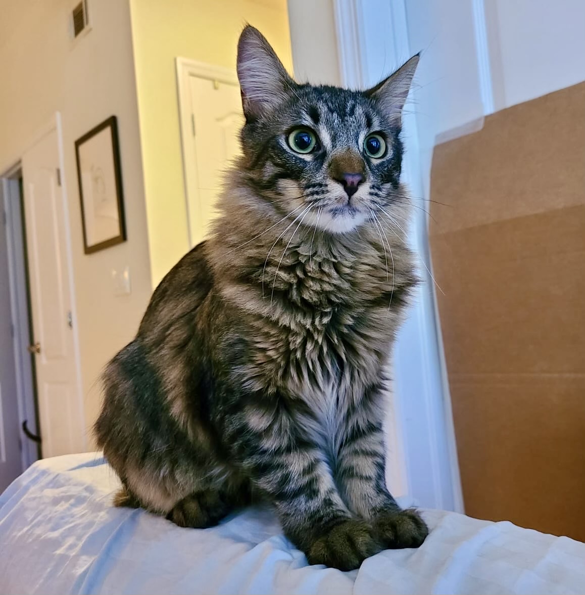 Cat for adoption Finch and Dove, a Domestic Medium Hair in Brooklyn