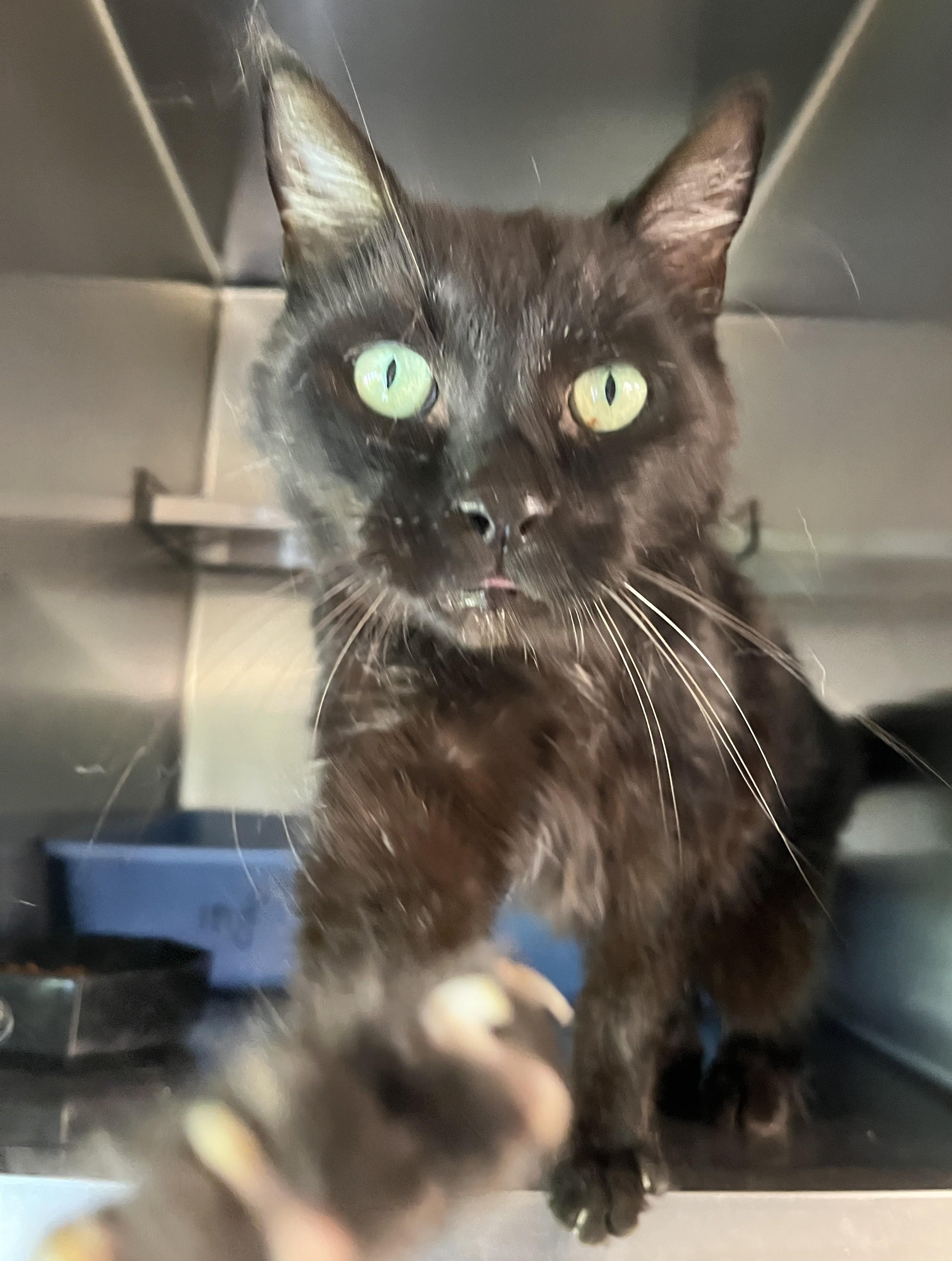 Enlarge BLACKO (CR/SC), a Adoptable Domestic Short Hair in Sainte-Angele-de-Monnoir, QC image 3/6