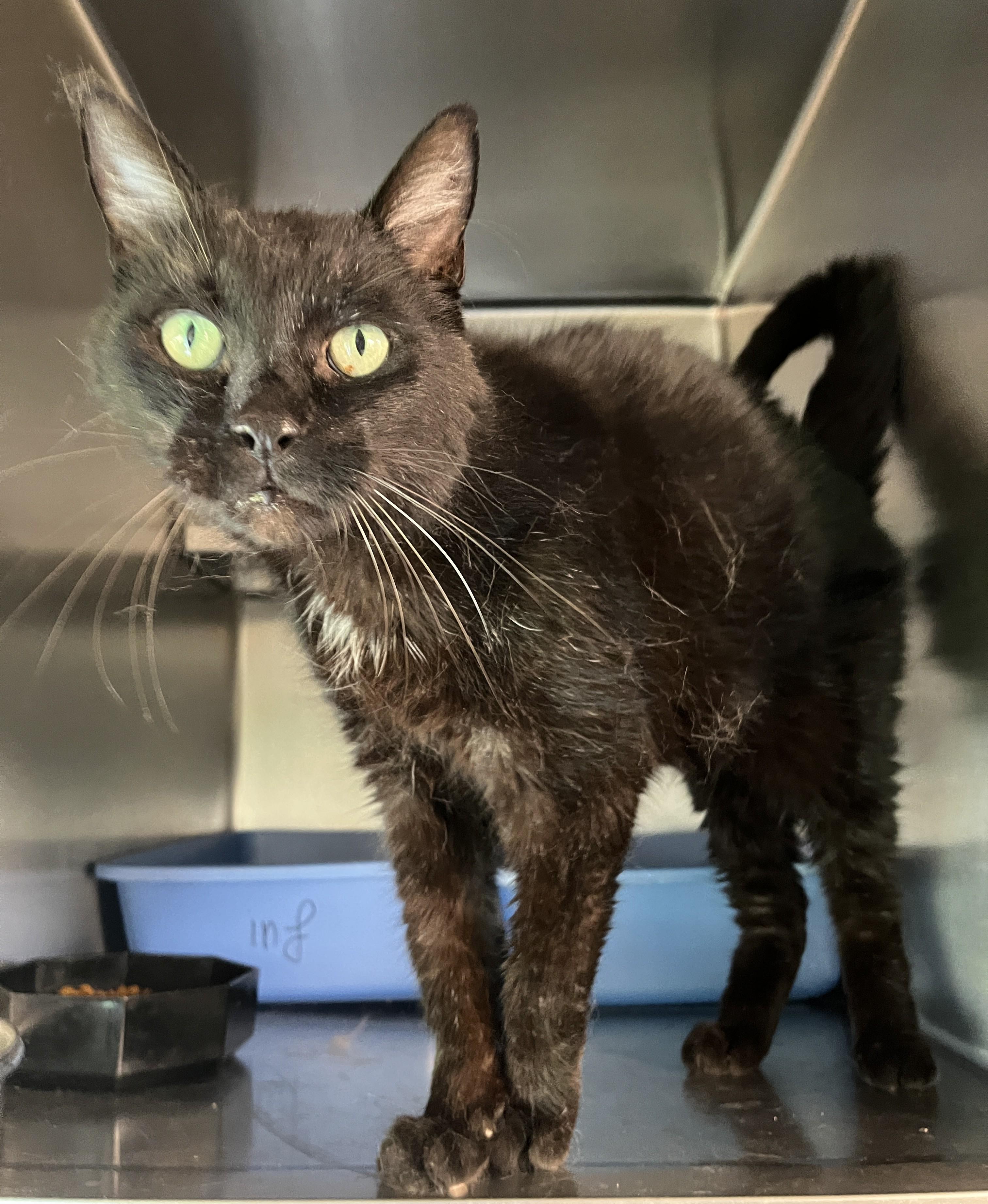 Enlarge BLACKO (CR/SC), a Adoptable Domestic Short Hair in Sainte-Angele-de-Monnoir, QC image 2/6