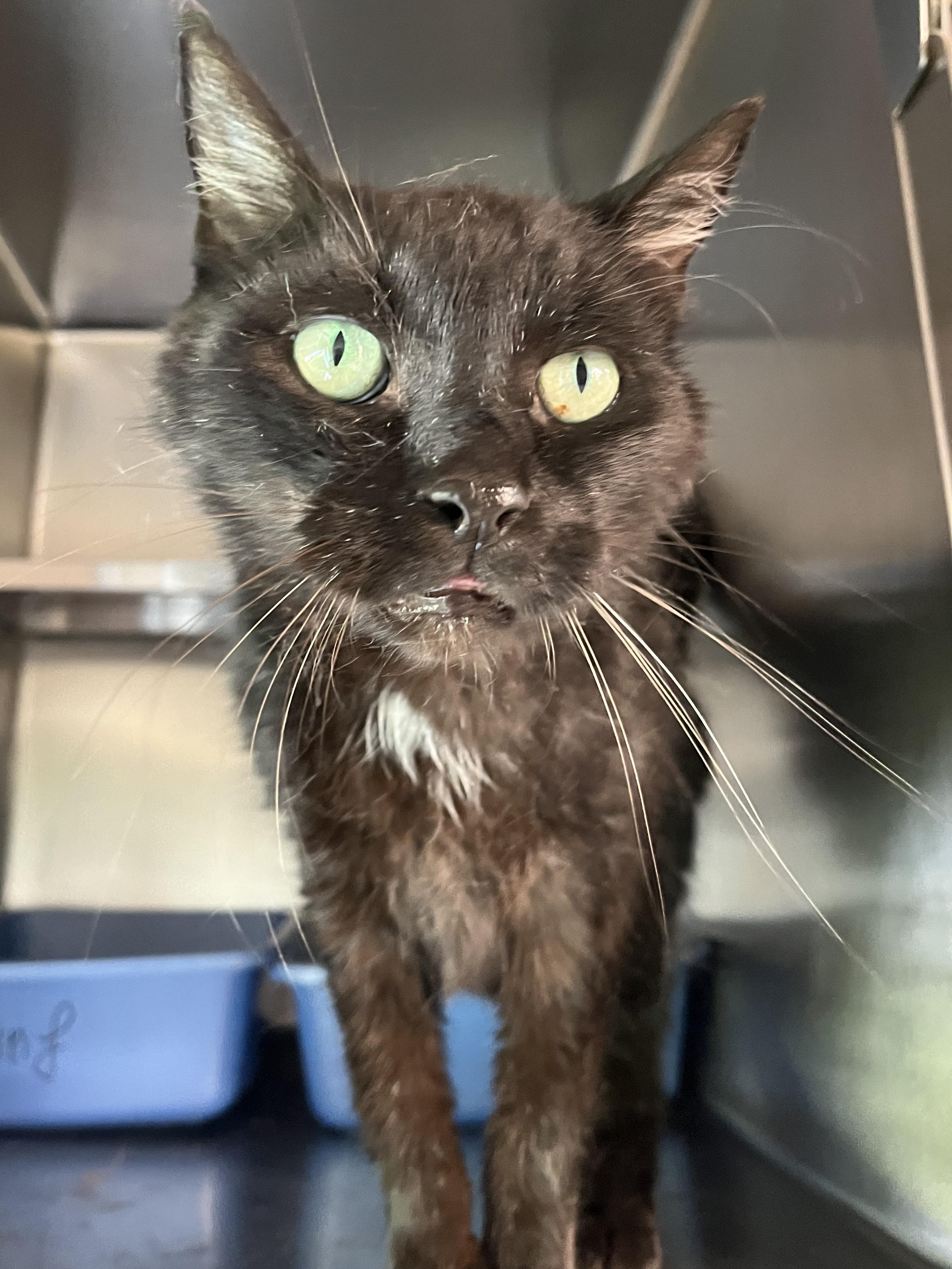 Enlarge BLACKO (CR/SC), a Adoptable Domestic Short Hair in Sainte-Angele-de-Monnoir, QC image 5/6