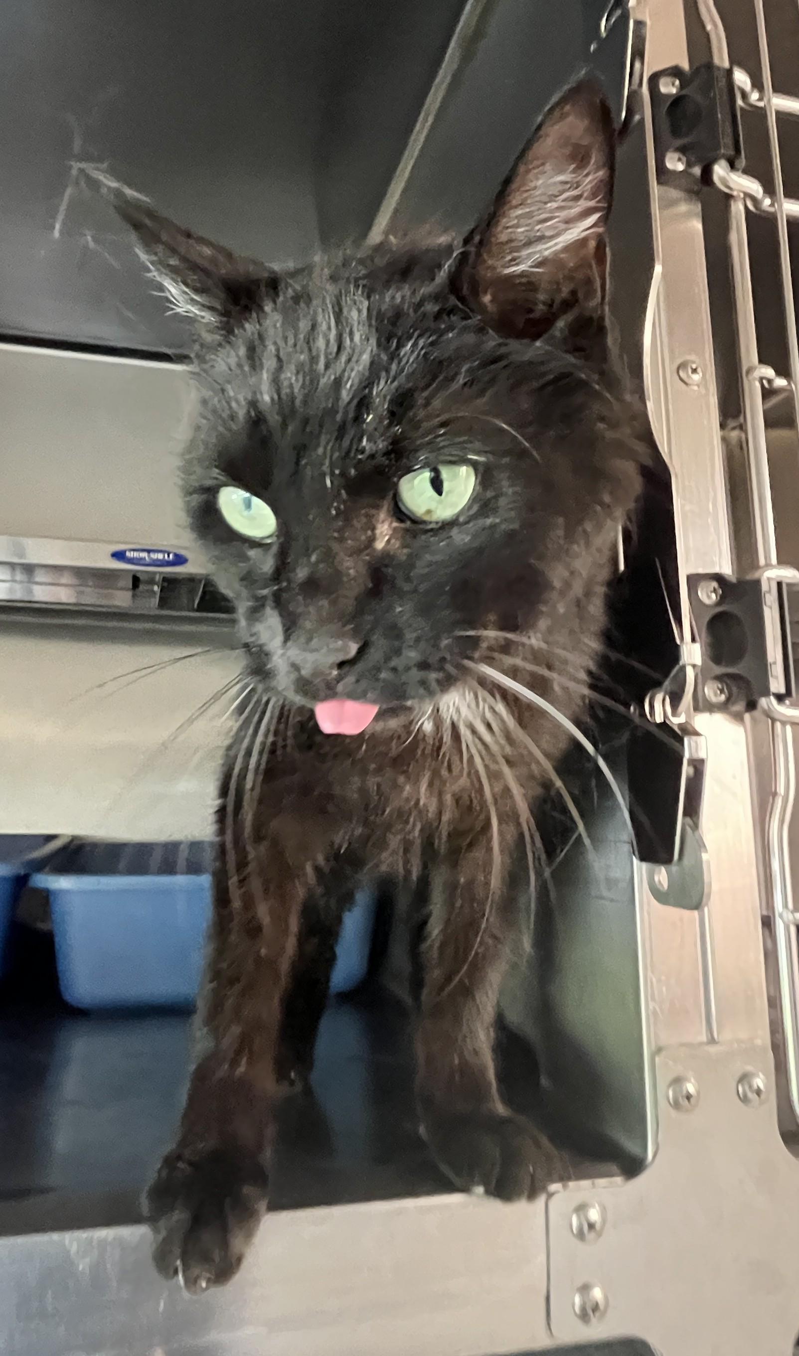 Enlarge BLACKO (CR/SC), a Adoptable Domestic Short Hair in Sainte-Angele-de-Monnoir, QC image 4/6