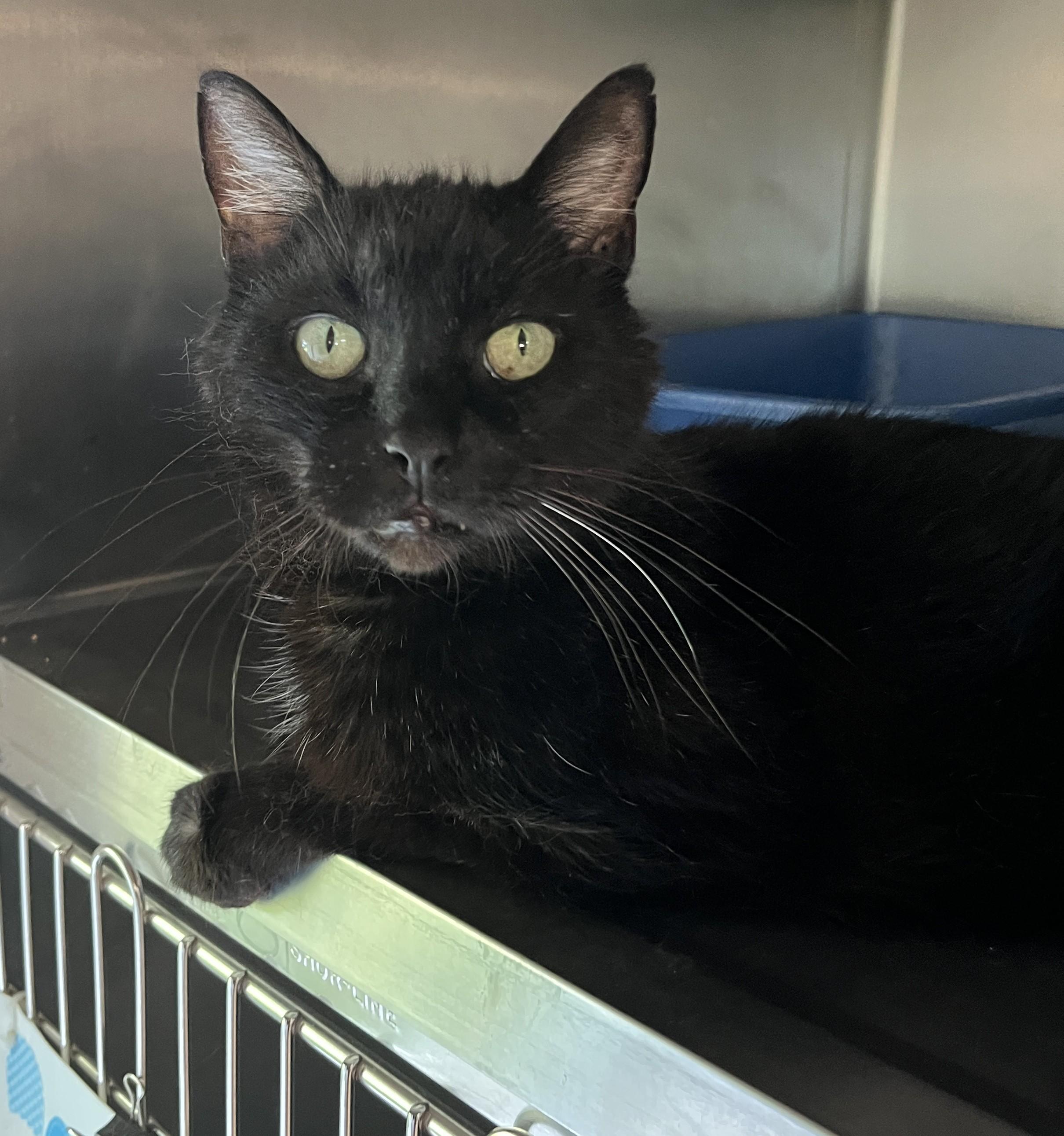 Enlarge BLACKO (CR/SC), a Adoptable Domestic Short Hair in Sainte-Angele-de-Monnoir, QC image 1/6