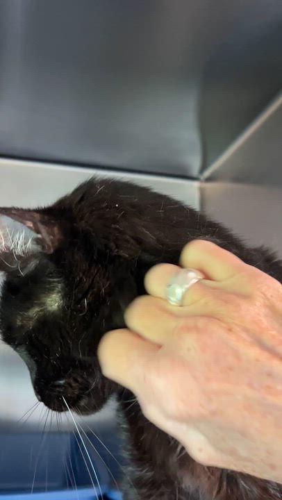 Enlarge BLACKO (CR/SC), a Adoptable Domestic Short Hair in Sainte-Angele-de-Monnoir, QC video 6/6