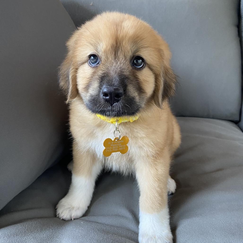 Bunny, Adoptable, Puppy Female Great Pyrenees.