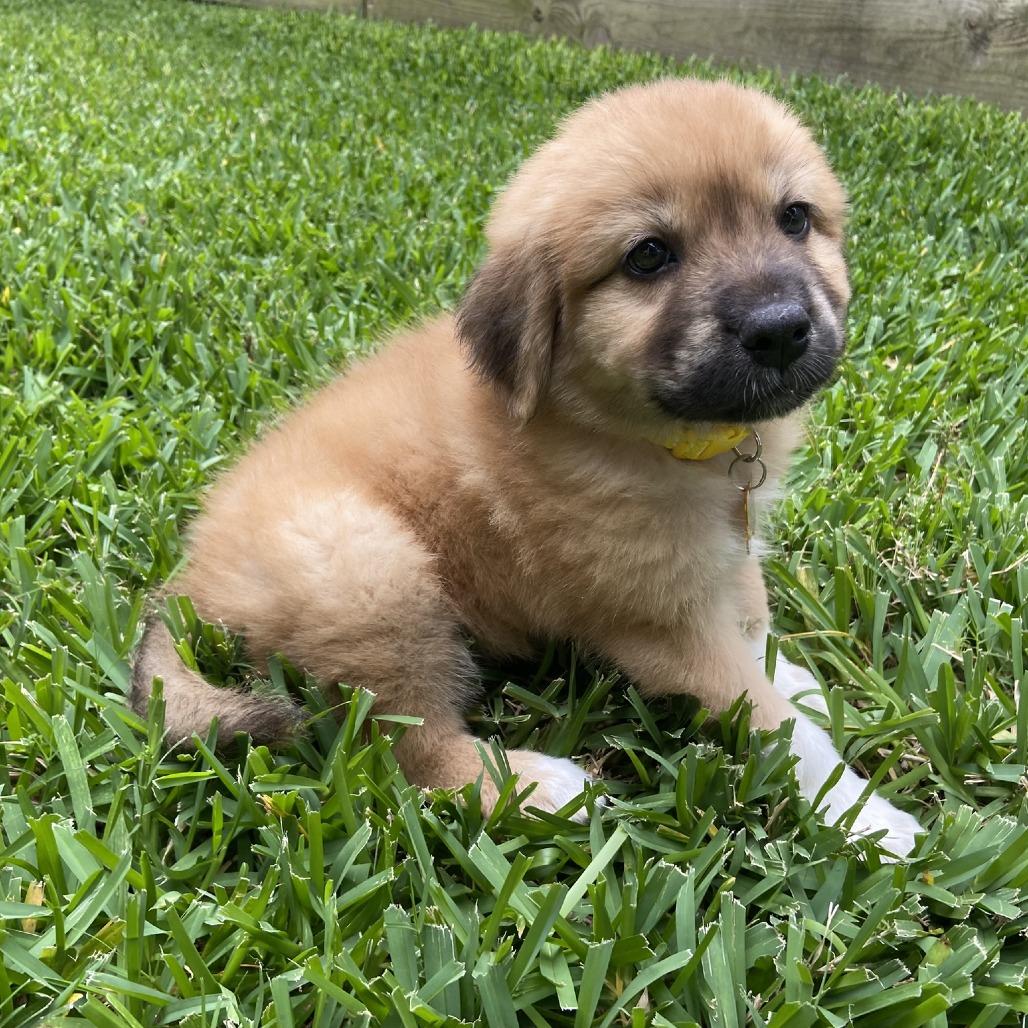 Bunny, a Adoptable Great Pyrenees in Houston, TX image 2/4