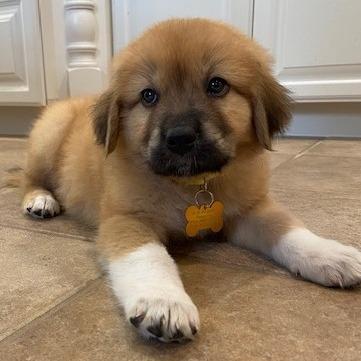 Bunny, a Adoptable Great Pyrenees in Houston, TX image 4/4