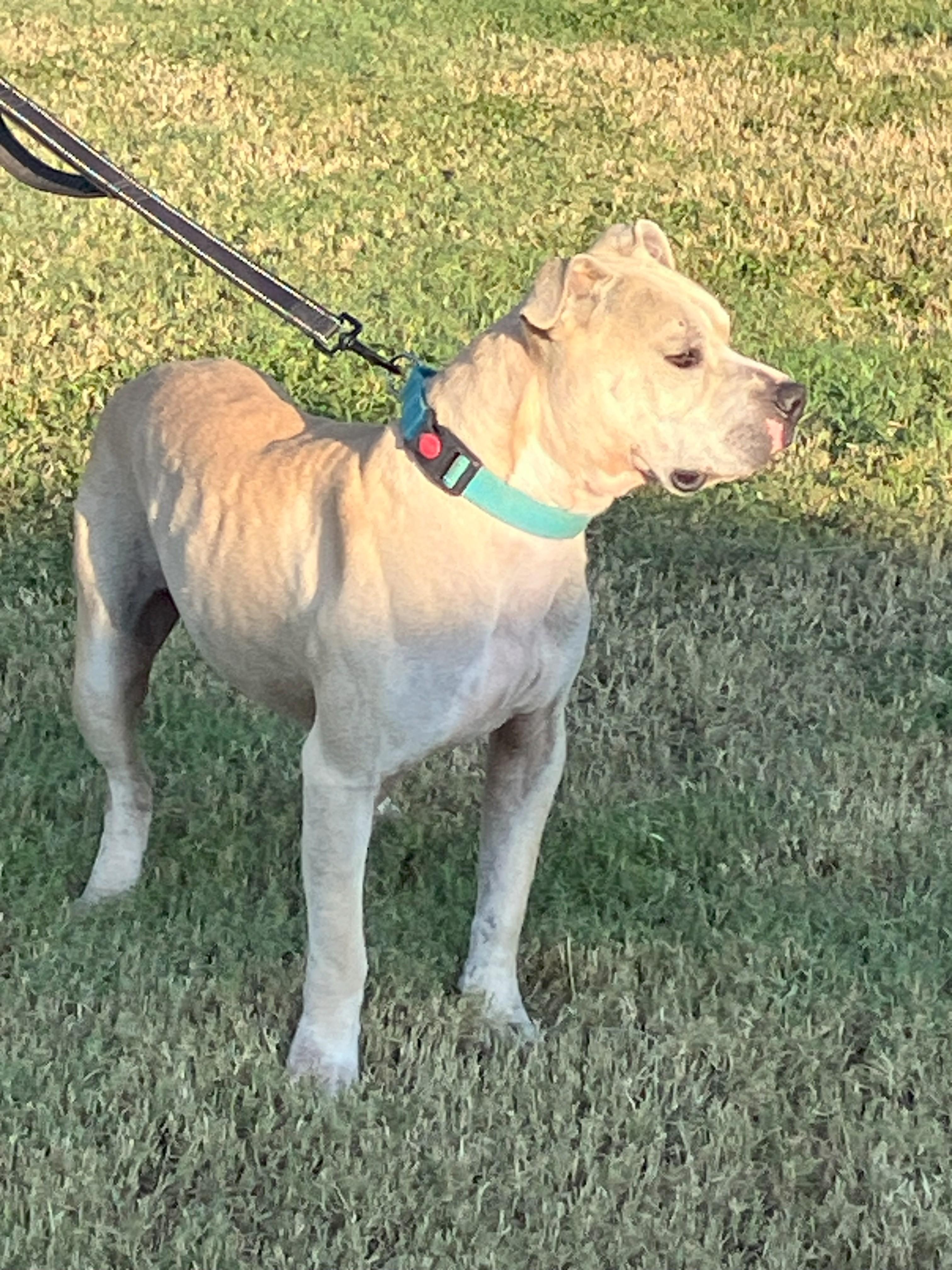 ZACH-Big Loveable Potato