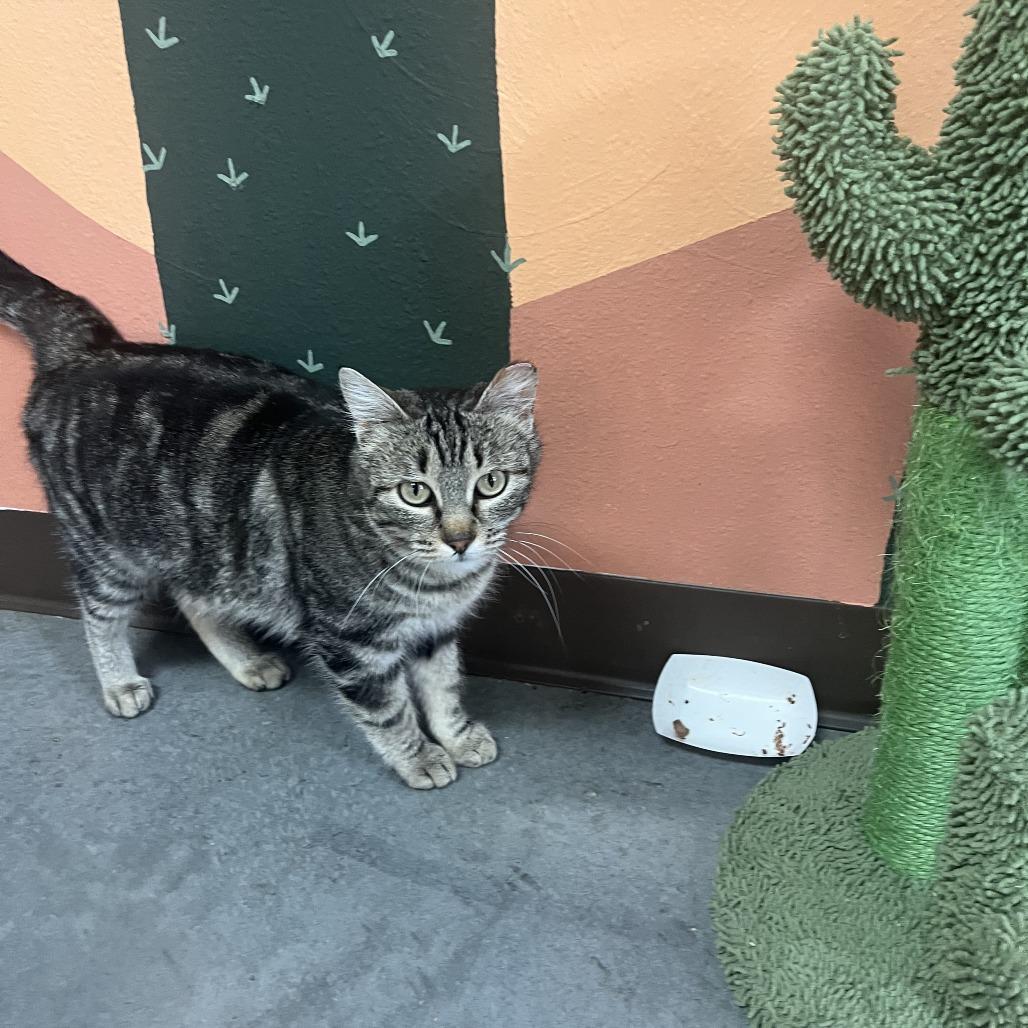 Mustard — thumbnail 2