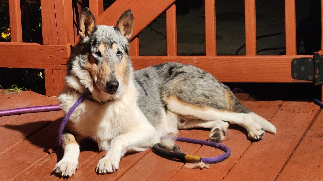Enlarge Joey "Shep", a Adopted Smooth Collie in Elyria, OH image 1/6