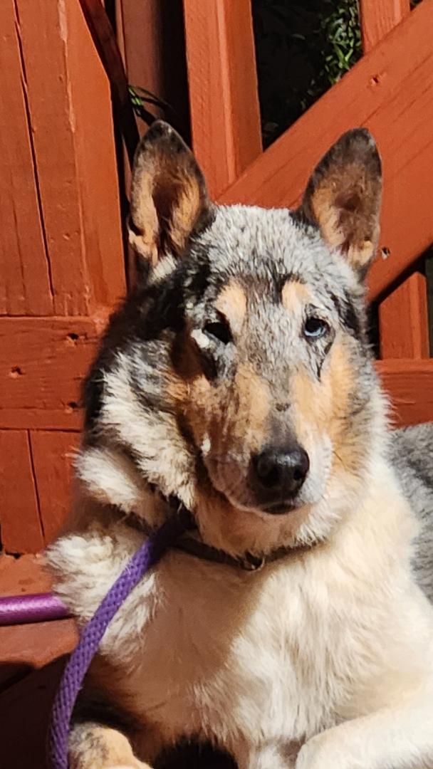 Enlarge Joey "Shep", a Adopted Smooth Collie in Elyria, OH image 2/6