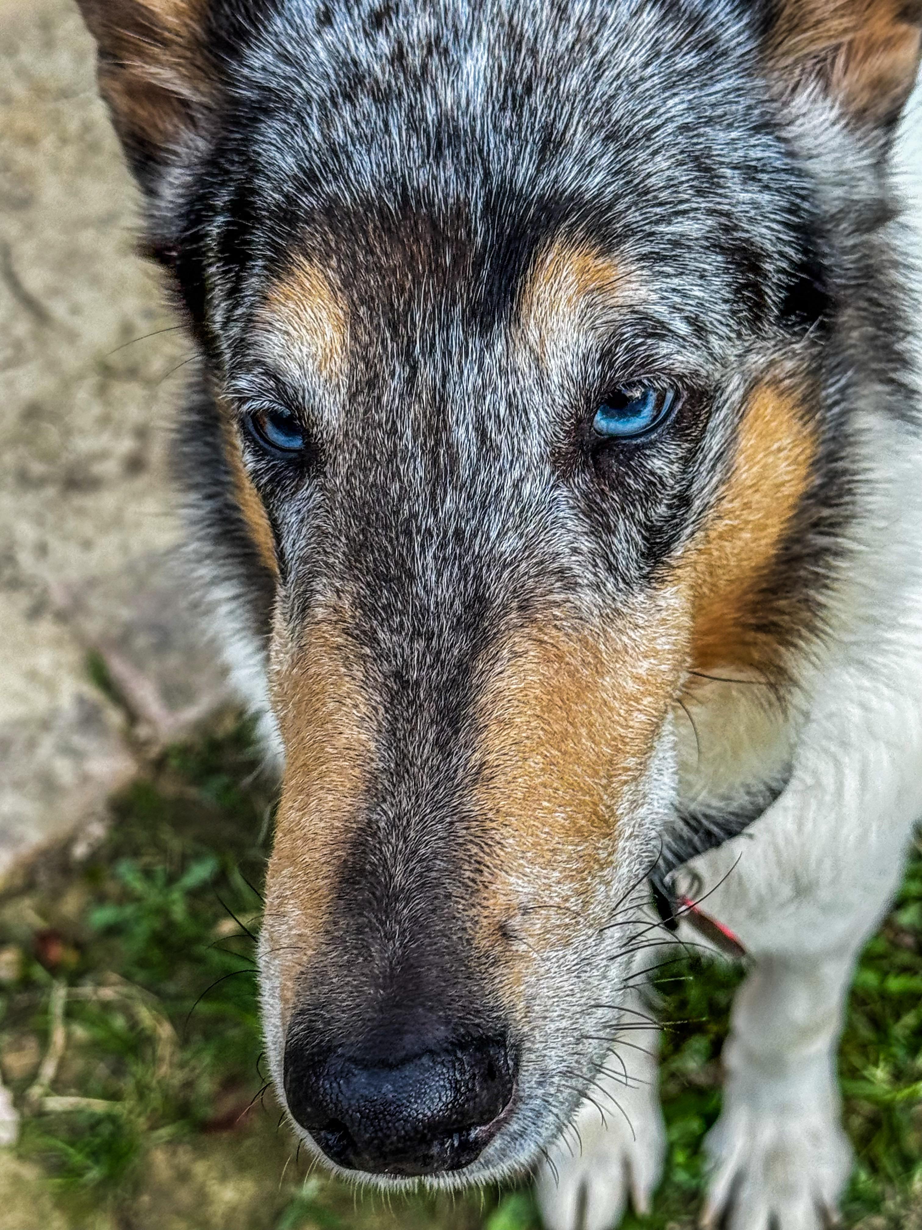 Enlarge Joey "Shep", a Adopted Smooth Collie in Elyria, OH image 3/6