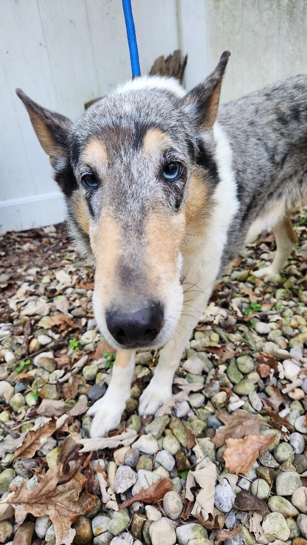 Enlarge Joey "Shep", a Adopted Smooth Collie in Elyria, OH image 4/6