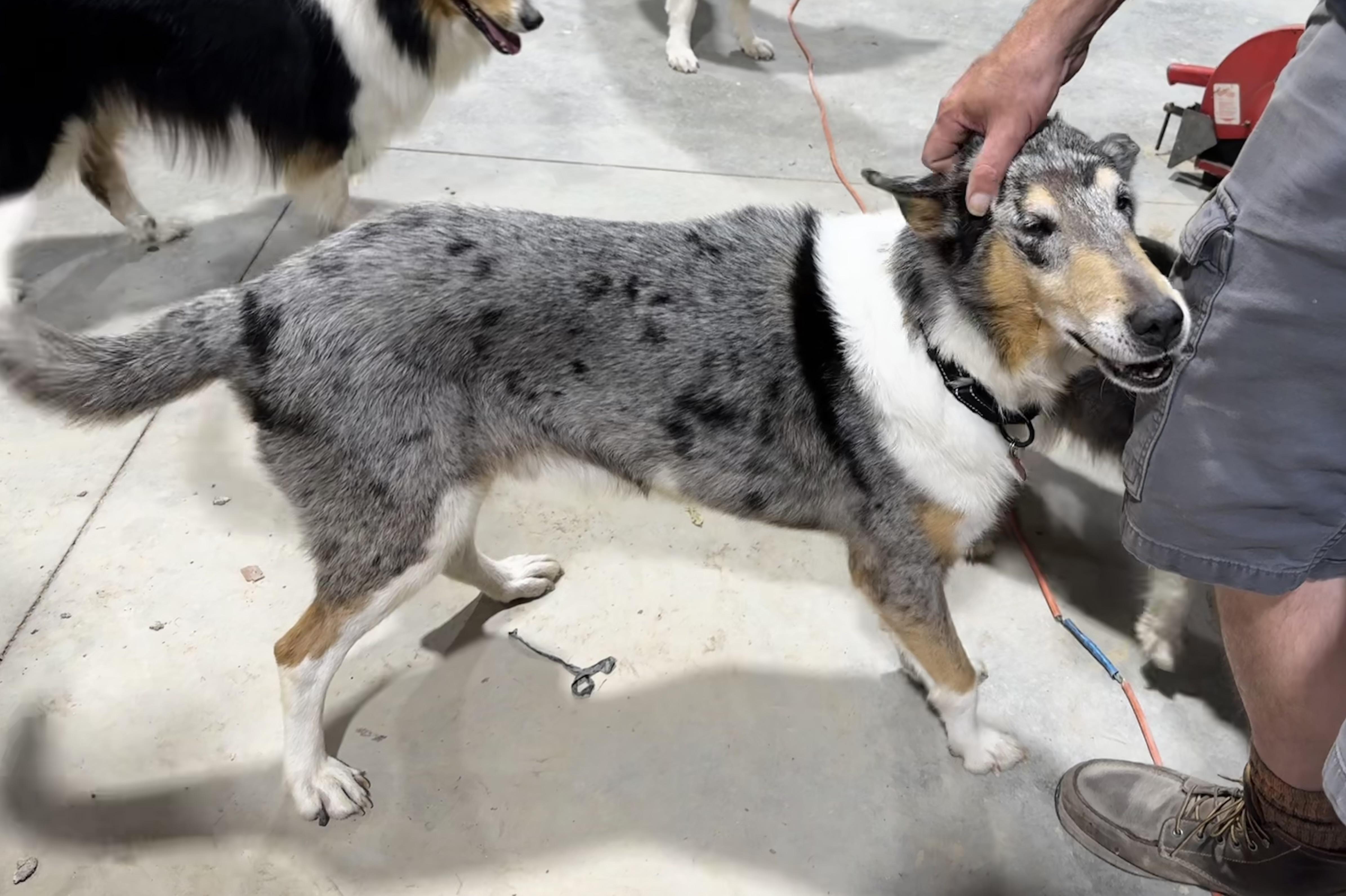 Enlarge Joey "Shep", a Adopted Smooth Collie in Elyria, OH image 5/6