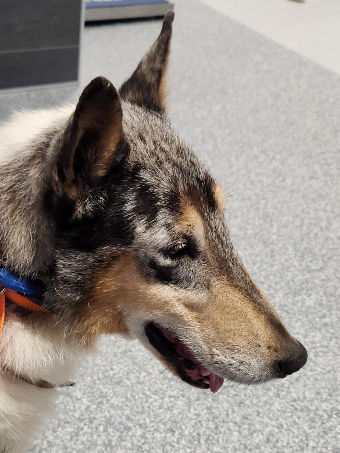 Enlarge Joey "Shep", a Adopted Smooth Collie in Elyria, OH image 6/6