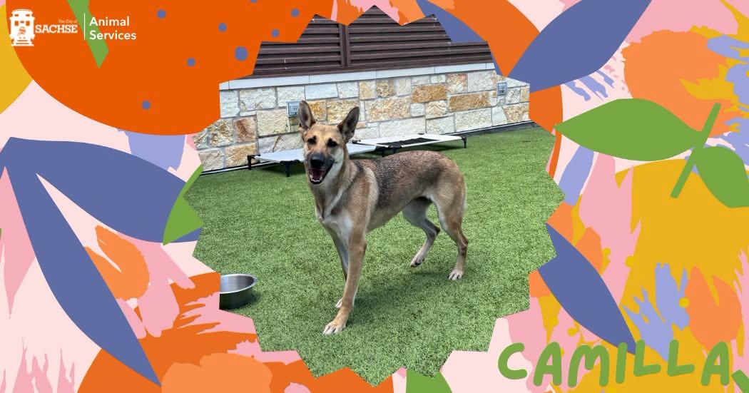 Camilla, ADOPTABLE, Adult Female German Shepherd Dog.