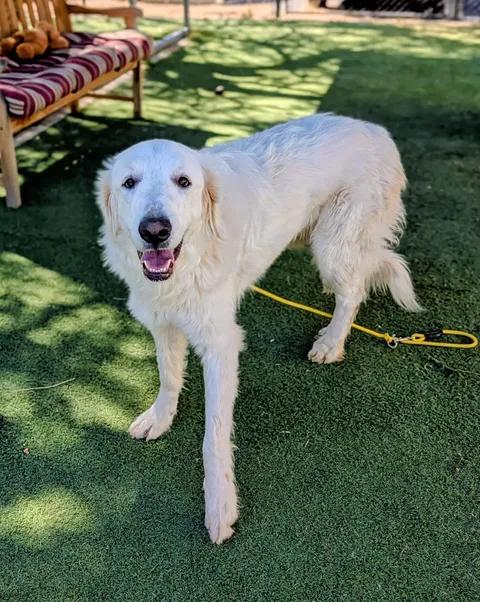 26-80, adopted, Adult Female Great Pyrenees.