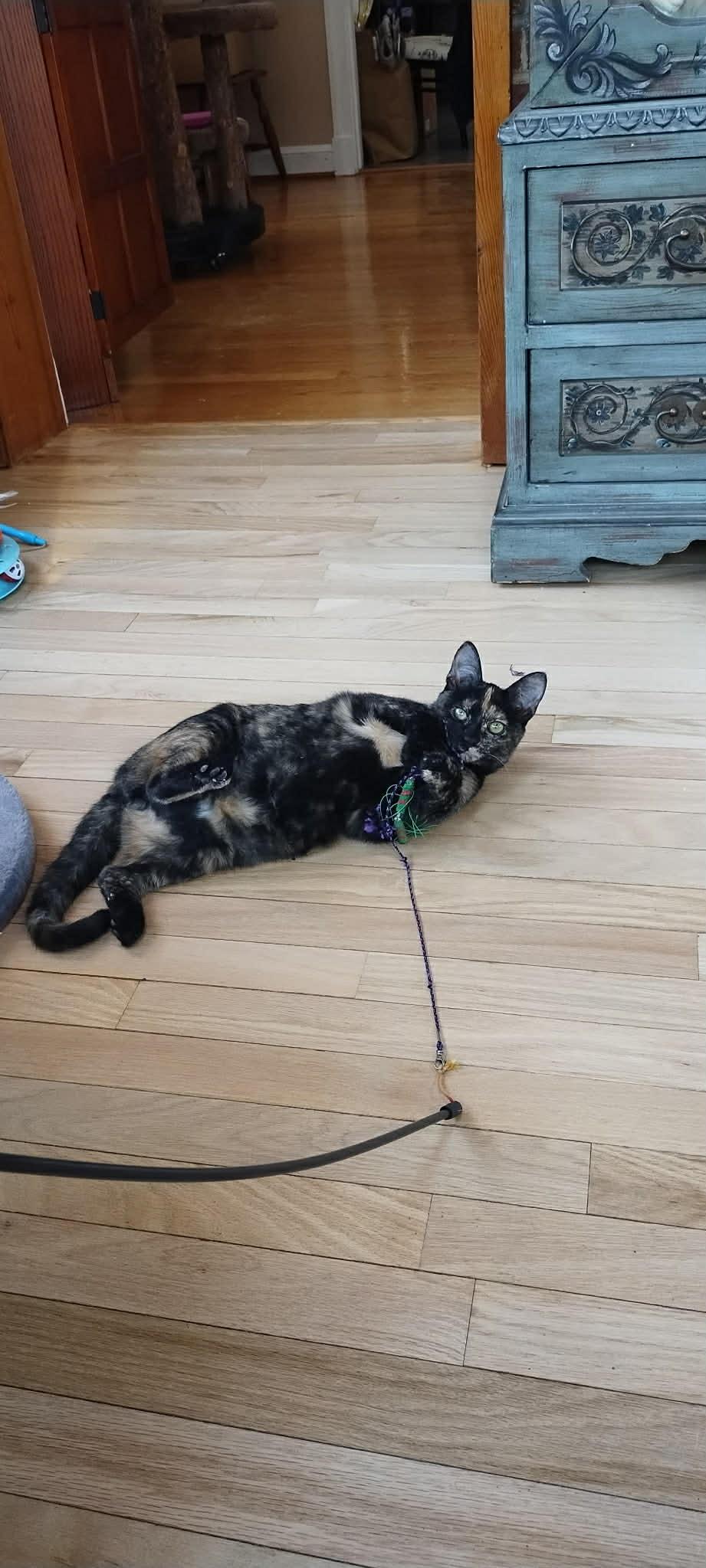 Cholula, Adoptable, Young Female Domestic Short Hair.