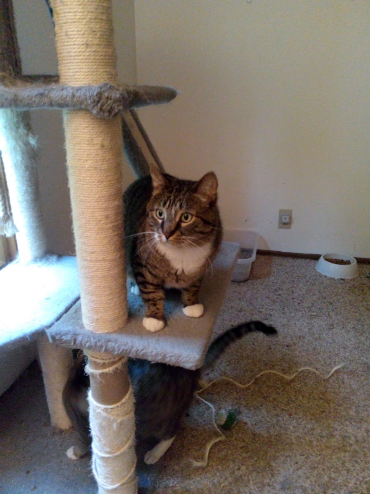 Enlarge Sam, a Adopted Domestic Short Hair in Mound, MN image 1/2