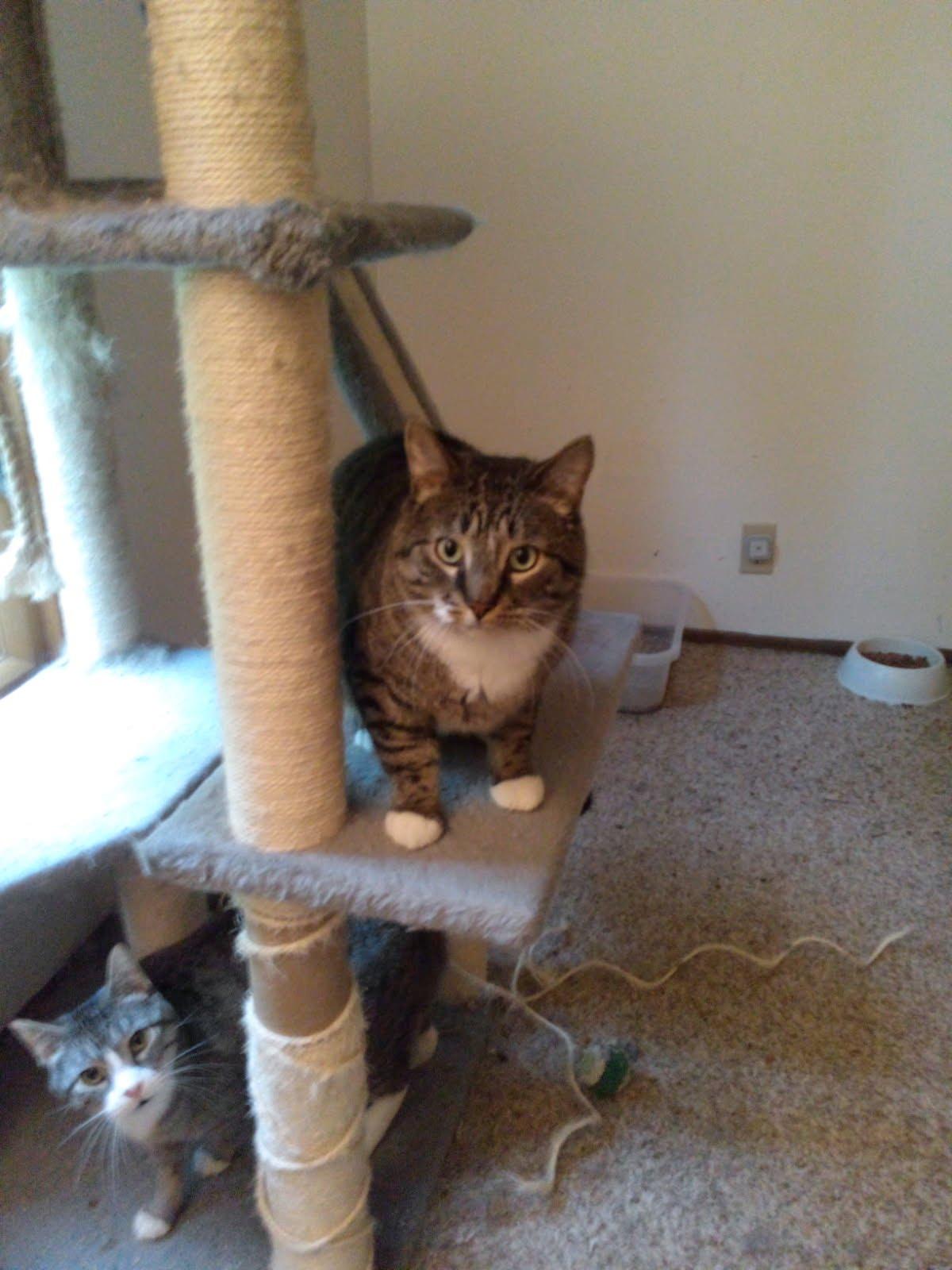 Enlarge Sam, a Adopted Domestic Short Hair in Mound, MN image 2/2
