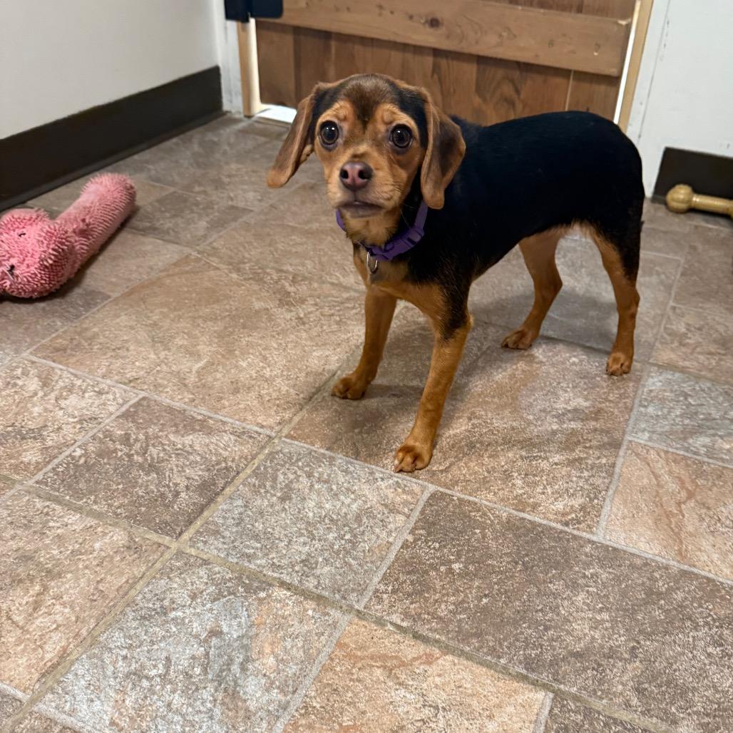 Enlarge Molly, a Adoptable mixed breed in Homer, NY image 1/1