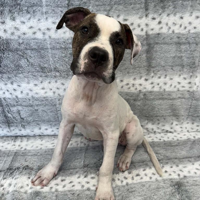 Jovie, Adoptable, Puppy Male American Bulldog.