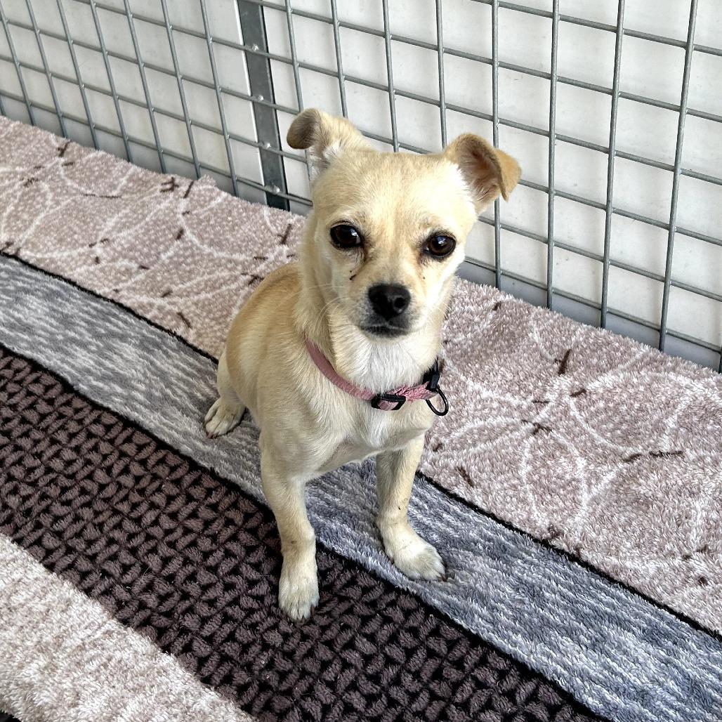 Enlarge Alexis, a Adoptable mixed breed in Othello, WA image 1/1
