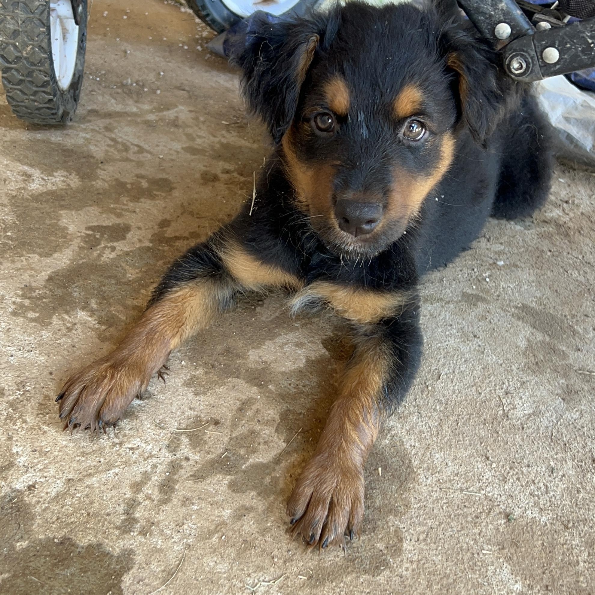 Enlarge Roxy, an adopted mixed breed in Royse City, TX image 4/6