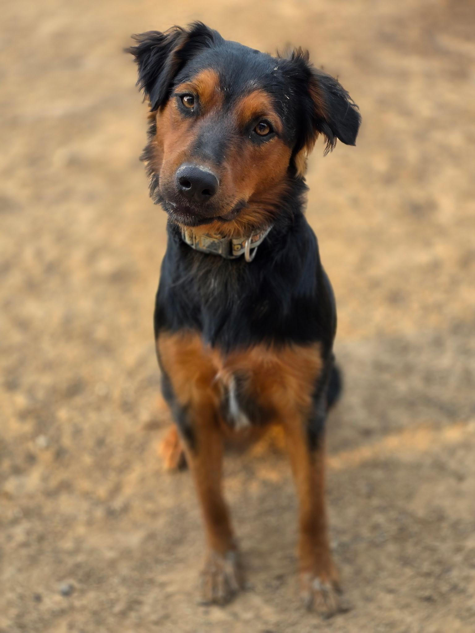 Enlarge Roxy, an adopted mixed breed in Royse City, TX image 6/6