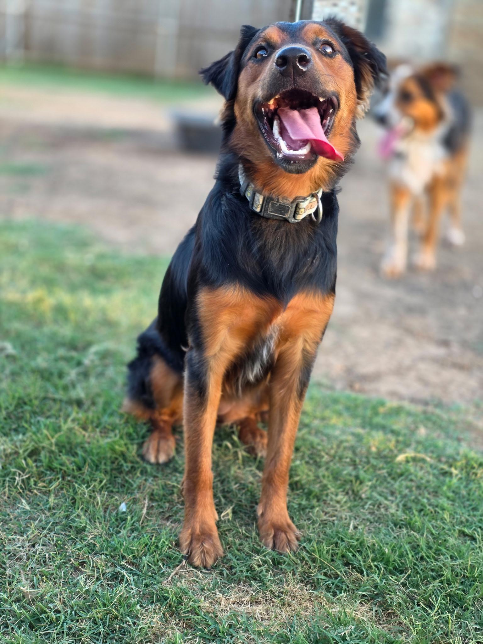 Roxy, adopted, Young Female German Shepherd Dog & Australian Cattle Dog / Blue Heeler.