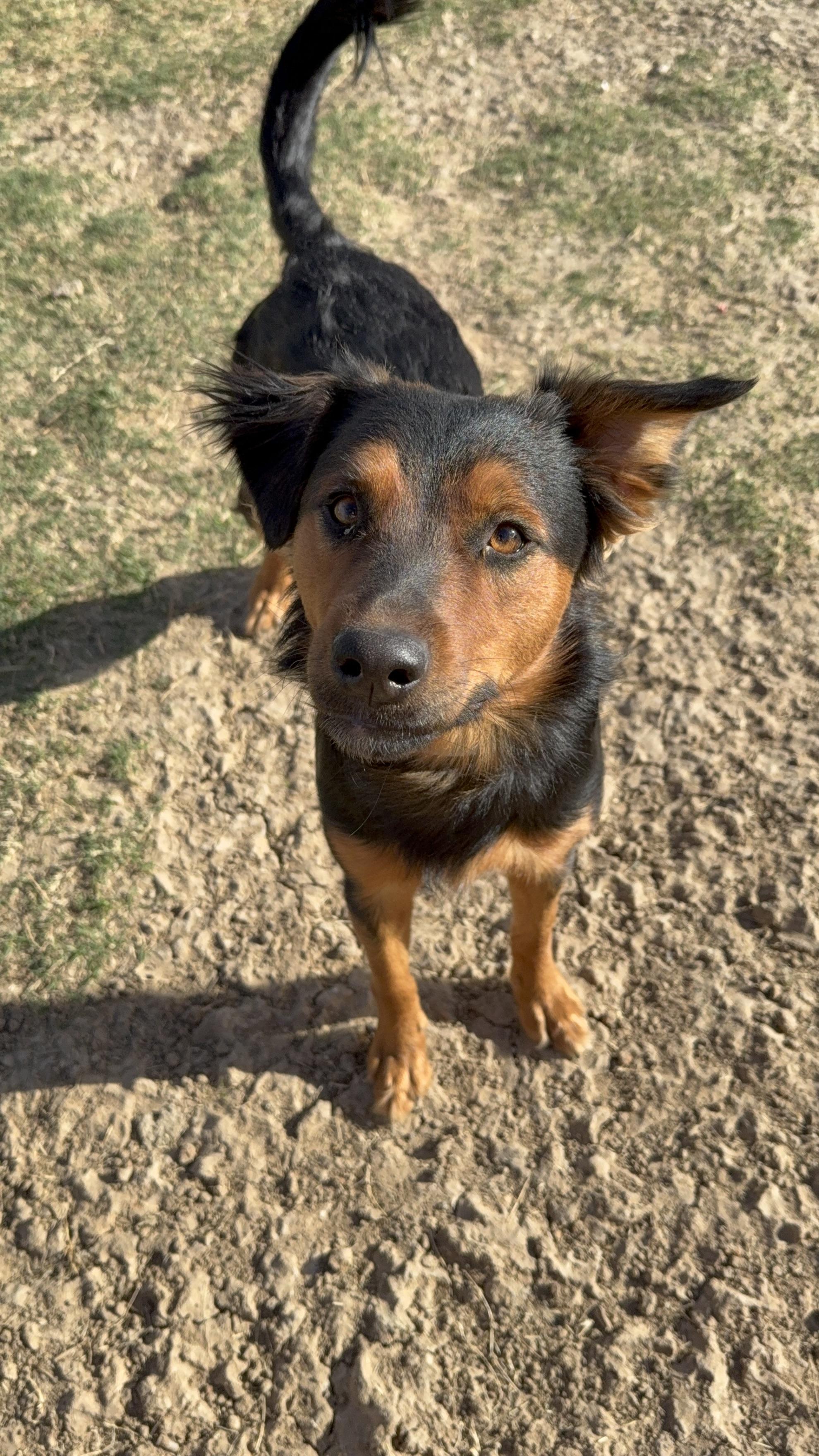 Enlarge Roxy, an adopted mixed breed in Royse City, TX image 3/6