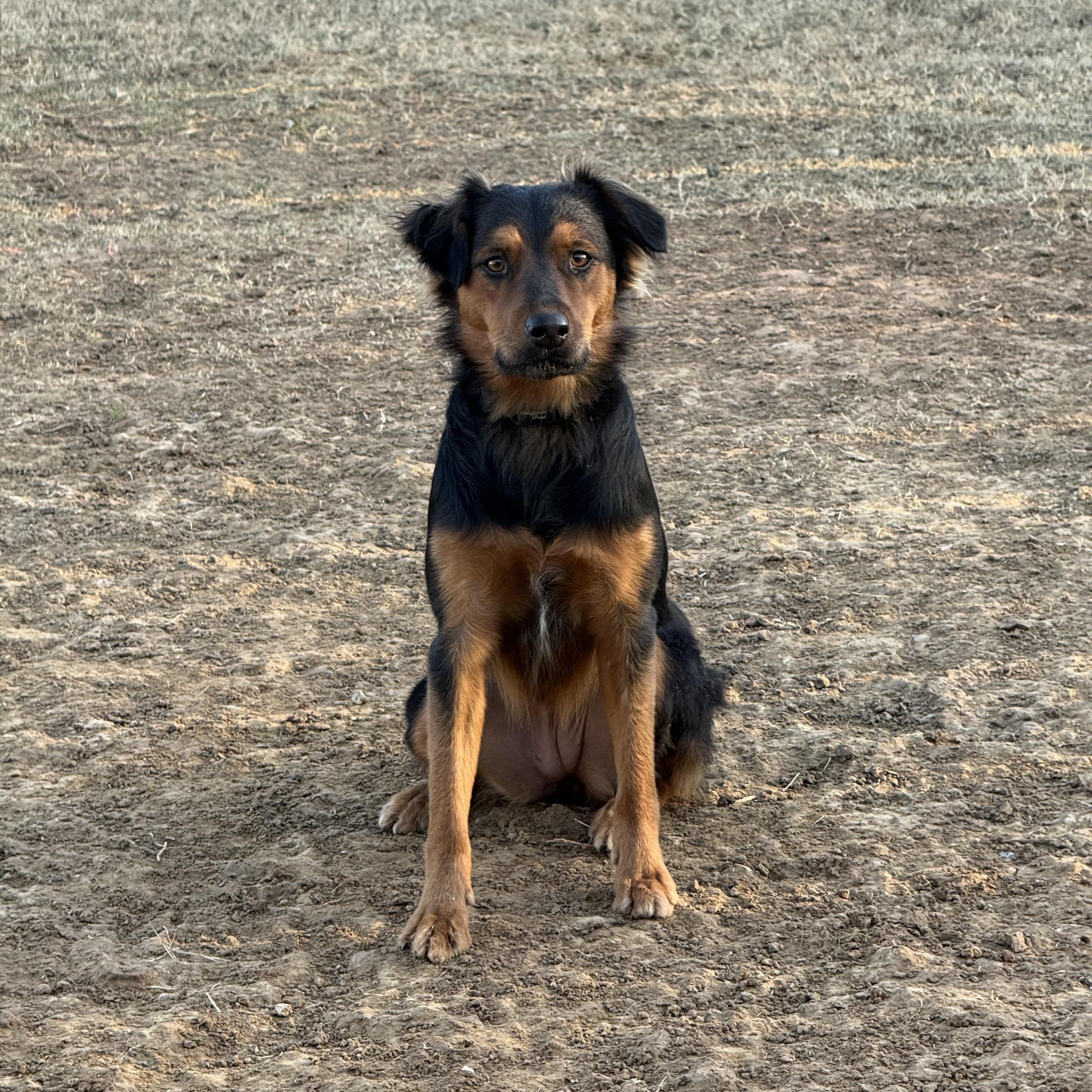 Enlarge Roxy, an adopted mixed breed in Royse City, TX image 2/6